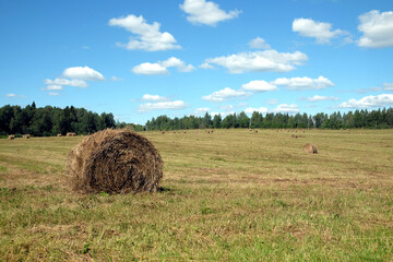 Beautiful rural landscape with long summer field at the edge of the forest with many rolled dry hay in the bright sunny summer day view