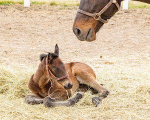 Close-up of a young bay Thoroughbred foal sleeping on hay outdoors while its mother looks over it.