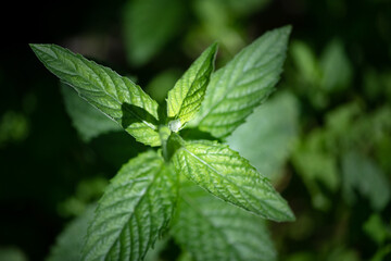 Fresh growing forest grass green mint plant in the early morning of spring illuminates the sunbeam.Background.