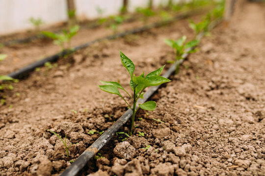 Organic paprika growing up in the greenhouse
