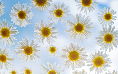 background of summer camomiles on a blue sky background. Pattern.	