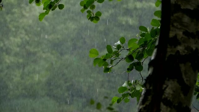 Pouring Summer Rain In Nature, Panorama Up Slow Mo