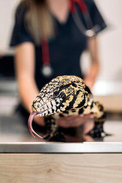 Portrait of Female Veterinarian Examining Reptile