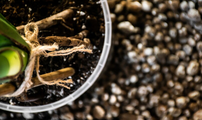 Houseplant soil and leca in the background. Repotting concept.