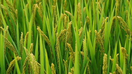 The rice field view in summer in the countryside of the China