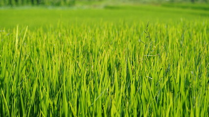 The rice field view in summer in the countryside of the China