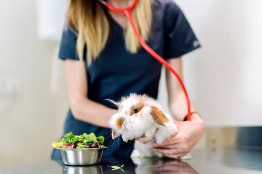 Female Vet Using Stethoscope With Rabbit