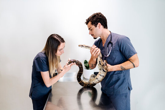 Vet Workers Examining Boa Constrictor