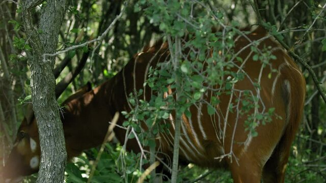 Bongo Antelope walks through forest on summer day - close up - side profile