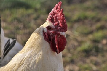 Portrait d'un coq en gros plan.