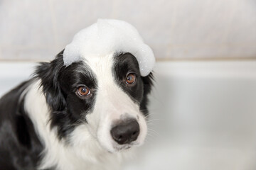Funny indoor portrait of puppy dog border collie sitting in bath gets bubble bath showering with shampoo. Cute little dog wet in bathtub in grooming salon. Clean dog with funny foam soap on head.