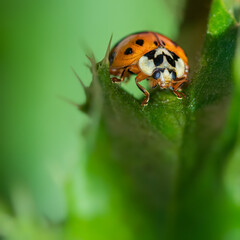 Ladybird