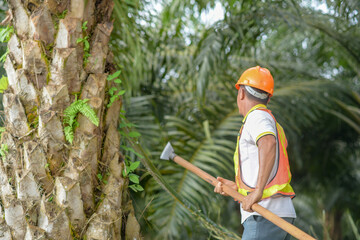 Senior traditional asian palm oil farmer pruning palm oil fronds and harvesting palm oil fruit with...