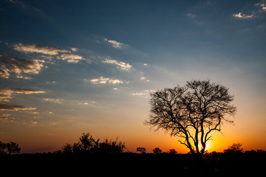 Iconic African Tree Against Dramatic Skies