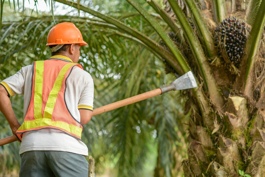 Senior traditional asian palm oil farmer pruning palm oil fronds and harvesting palm oil fruit with cutting tool