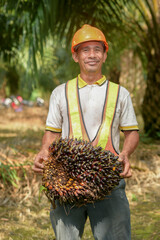 Asian farmer holding palm oil fruit