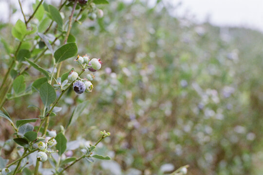 Blueberry Bush On Film
