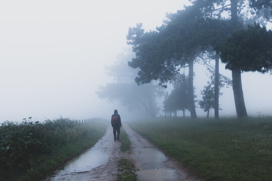 A hiker on a track next to a line of trees in the countryside.