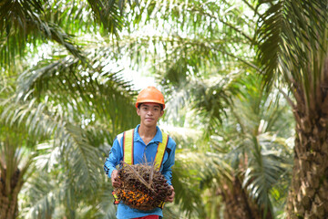 Asian farmer holding palm oil fruit