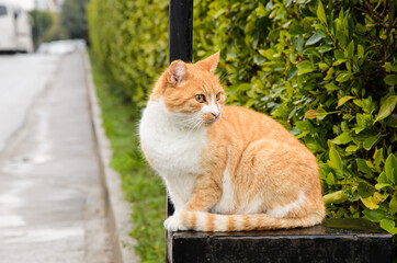 Auburn wandering cat sitting on gate in residential complex, and looks away. The problem of stray animals.
