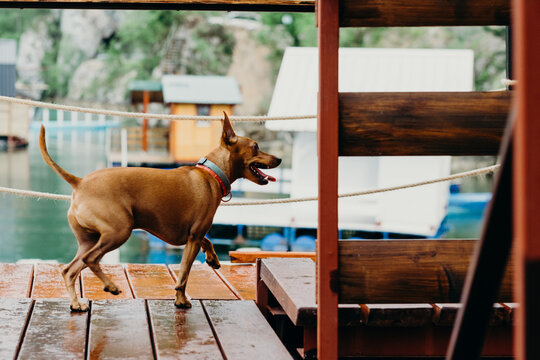 Miniature Pinscher Running On The Boathouse