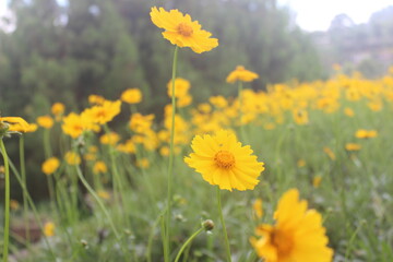 Yellow Flower