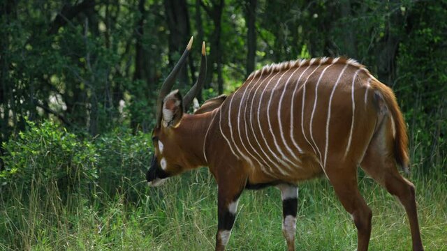Bongo antelope walks through forested area towards river on summer day - side profile