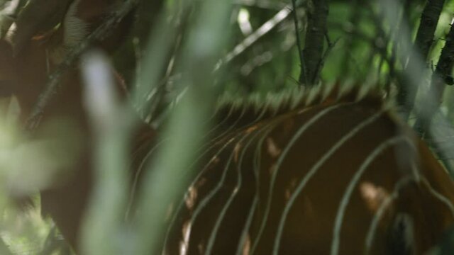 Bongo Antelope walks through heavy forest on summer day - close up