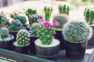 Cactus , small plant and succulents collection