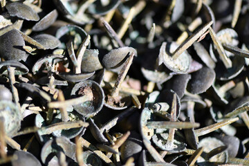 A heap of old, rusty thumbtacks on a flea market in Spain.