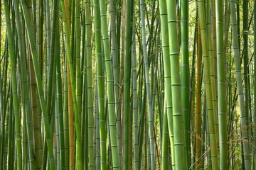 Fototapeta na wymiar Bamboo grove background