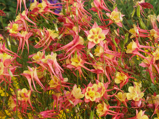 photo of pink and yellow flowers of aquilegia