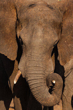Head on View of the Winkled Face of an Elephant