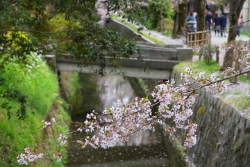 Fototapeta premium Spring in Kyoto, Japan - Philosopher's Walk