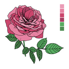 Vector drawing of a rose. Pink rose on a stem with leaves. A line drawing with a color fill.