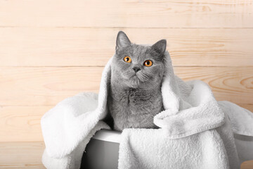 British cat in a white towel.