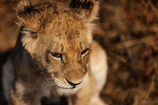 A Young Lion From Above