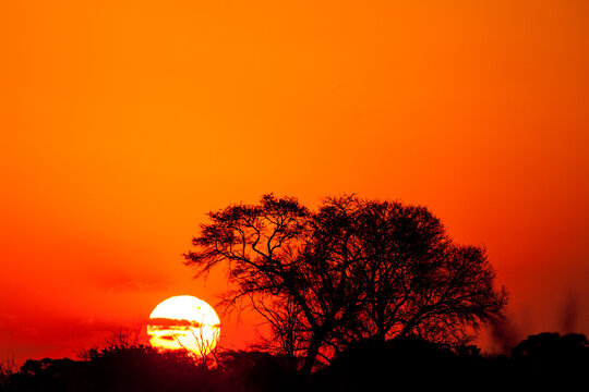 Fototapeta Iconic African Tree Against Dramatic Skies