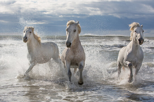 Three horses in the sea