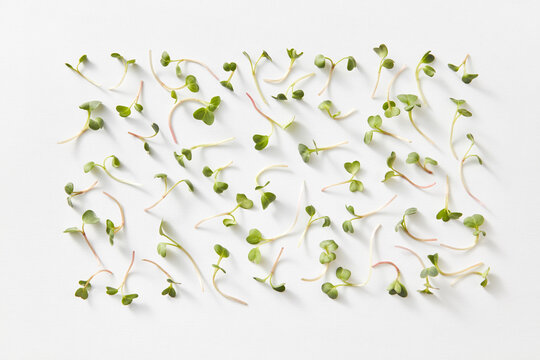 Natural organic microgreen rectangular pattern.