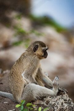 A Small Monkey in Repose