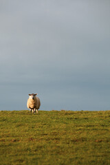 Sheep on a hill top field