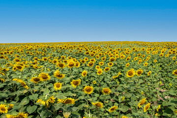 Beautiful sunflower in the sunflower field.