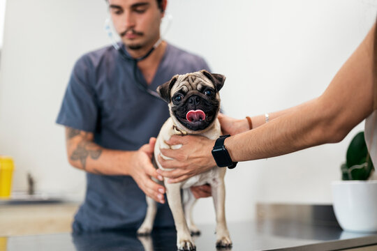 Portrait of Vet Worker Using Stethoscope With Pug Dog