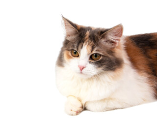Bright fluffy cat three colors isolated on the white background