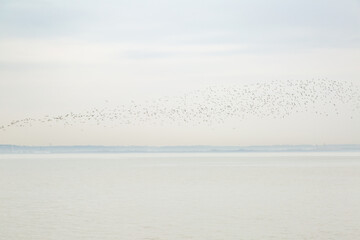 Obraz premium Nuée d'oiseaux sur la mer