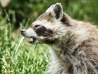 verärgerter Waschbär