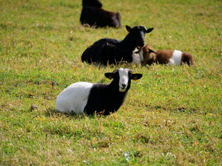 A herd of goats on green grass pasturing