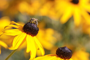 Pszczoła na kwiatku jeżówki