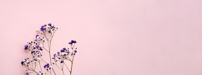 Small white gypsophila flowers on a pink background, space for text, minimalism